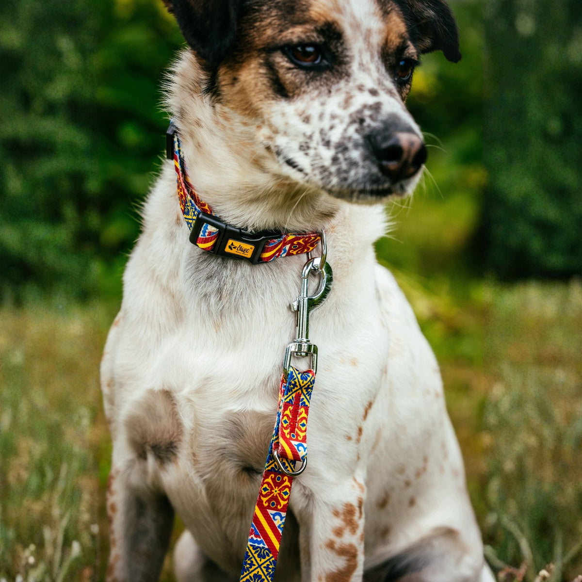 DINGO CITY SPAIN ADJUSTABLE DOG COLLAR, SIZE M; 2,0 × 45 cm Manufacturer code 15106