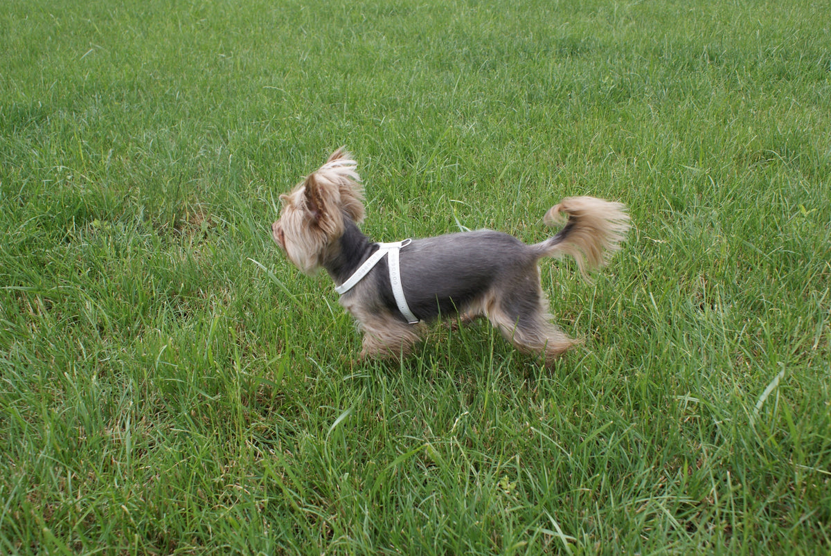 DINGO DECORATIVE HARNESS FOR DOG GLAMOUR NO. 1 WHITE Brand Dingo