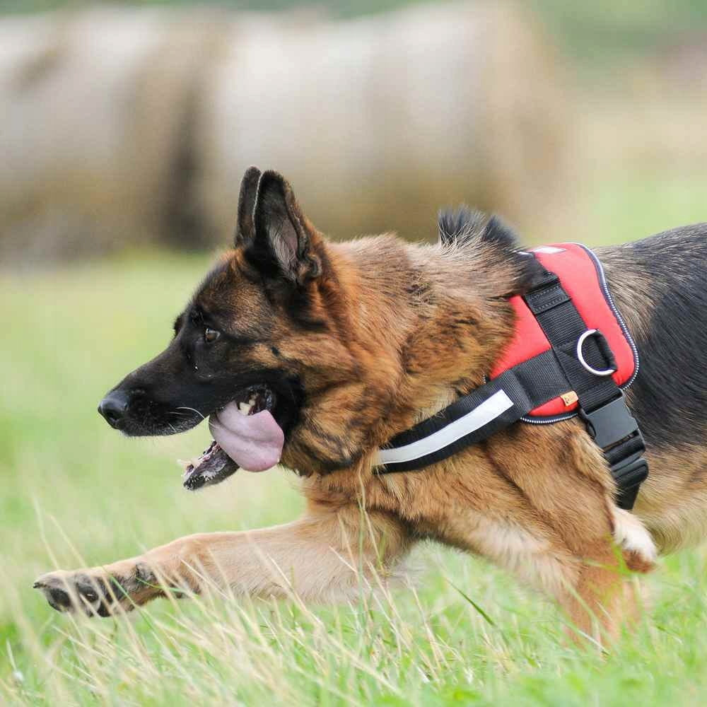 DINGO DOG HARNESS STRONG REFLECTIVE SIZE. 4 JUNE Kind walking harness