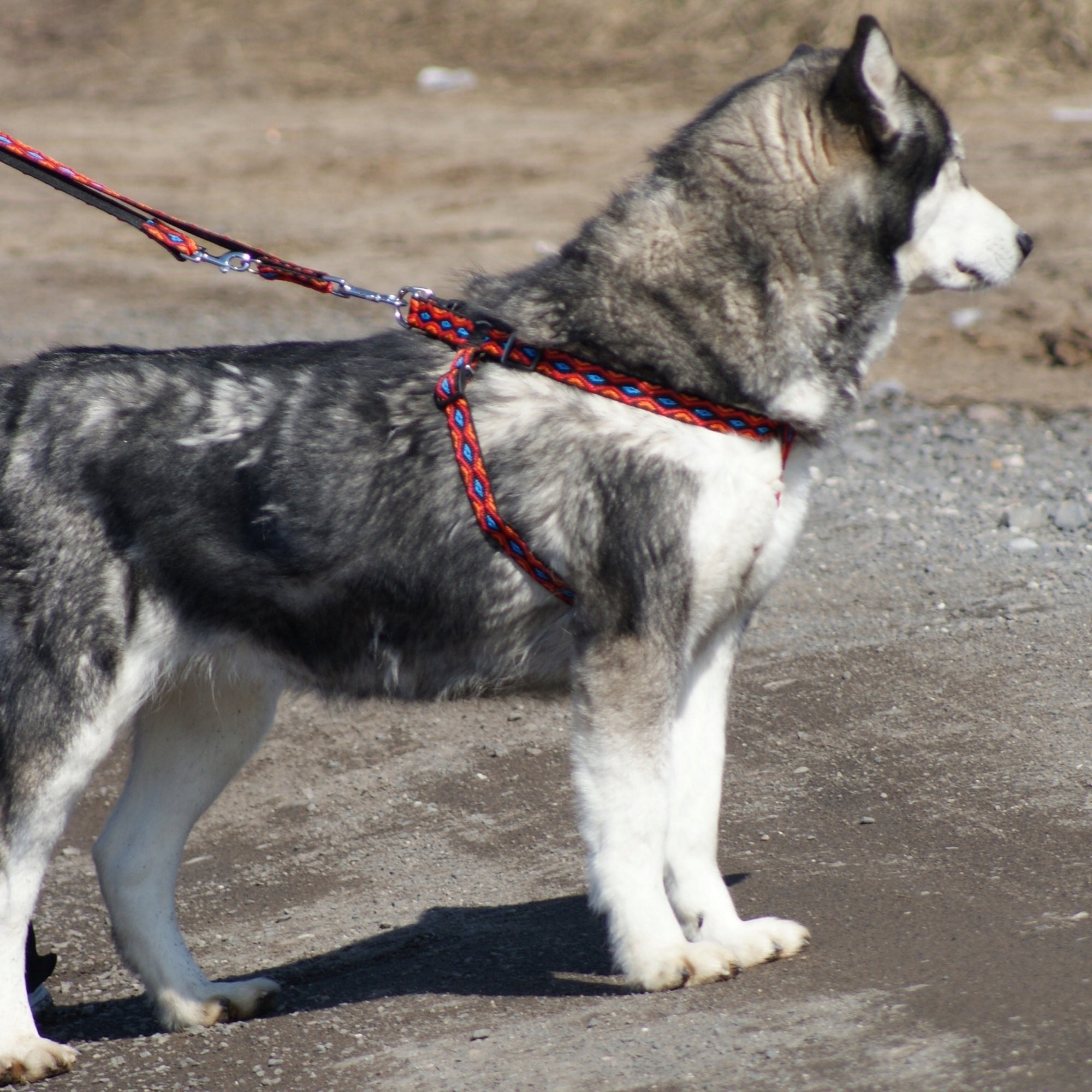 DINGO DOG LEASH WINNETOU 1,0x130 CM BLACK Trade name smycz dla psa WINNETOU