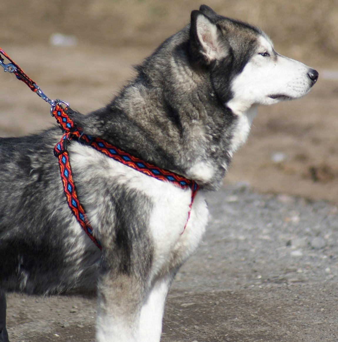 DINGO Fred Winnetou Harness - black Size. 50 Manufacturer code 93576