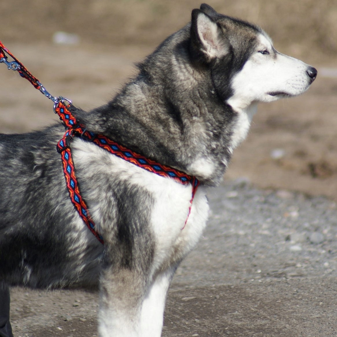 DINGO Fred Winnetou Harness - red Size. 60 Manufacturer code 93573