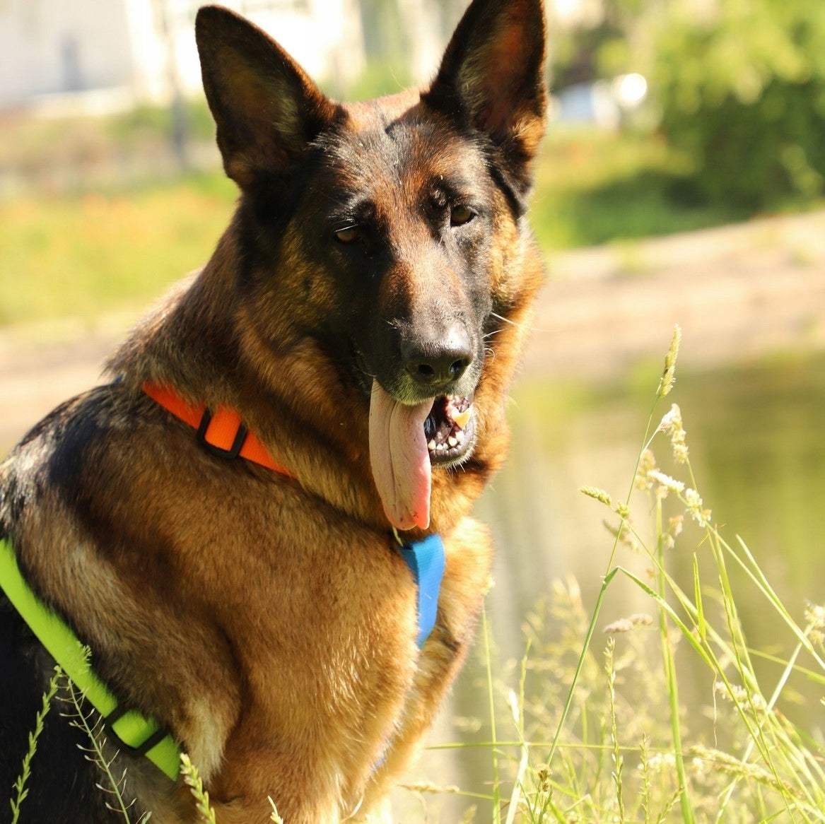 DINGO Guard Active Harness - Sydney Size S Manufacturer code 96127