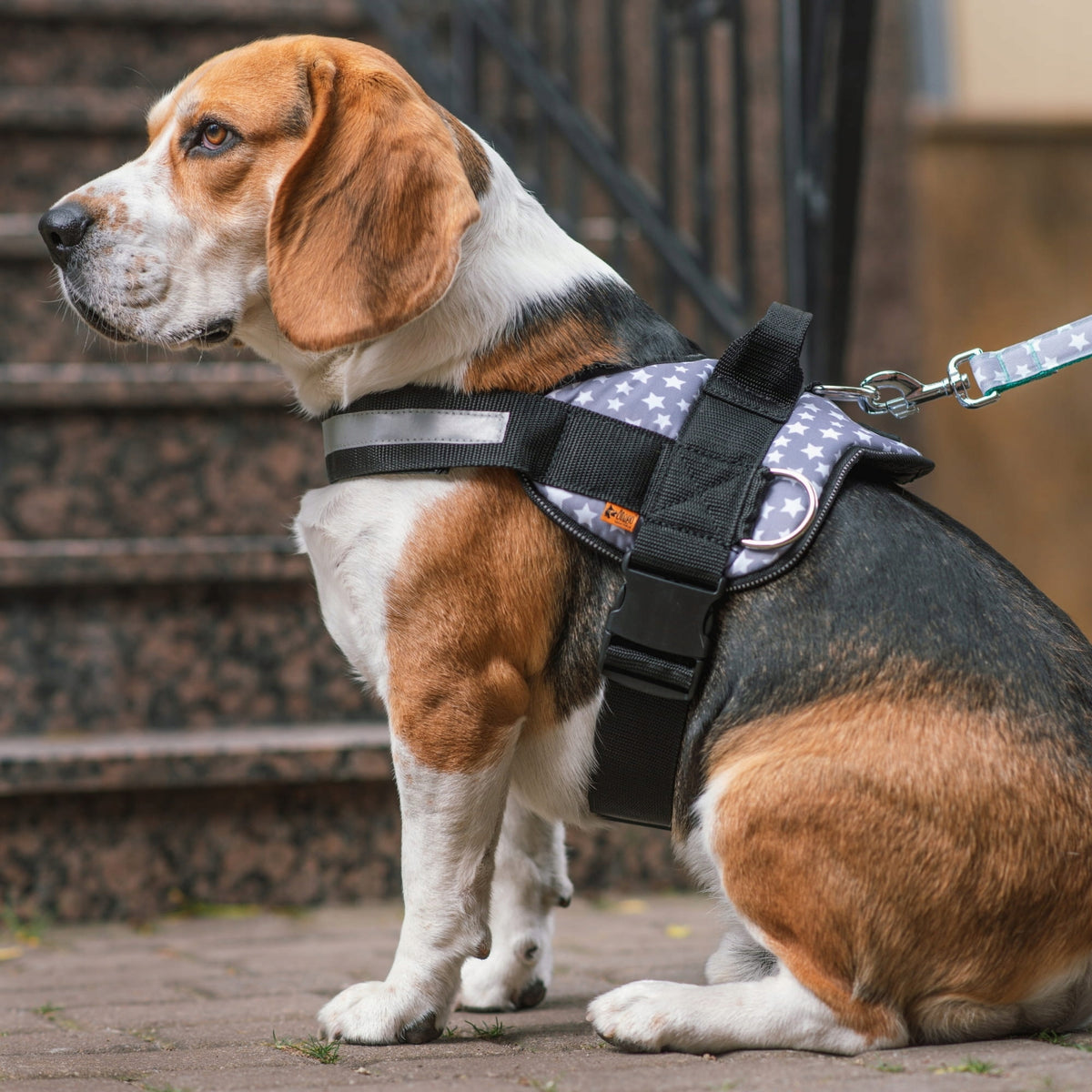 DINGO HARNESS STRONG AMERICA ALASKA SIZE. 4 EAN (GTIN) 5904760158177