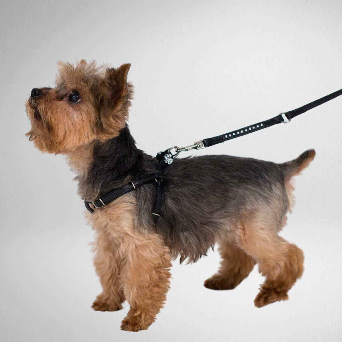 DINGO Leather Harness for York "New York" - Black Manufacturer code 10830