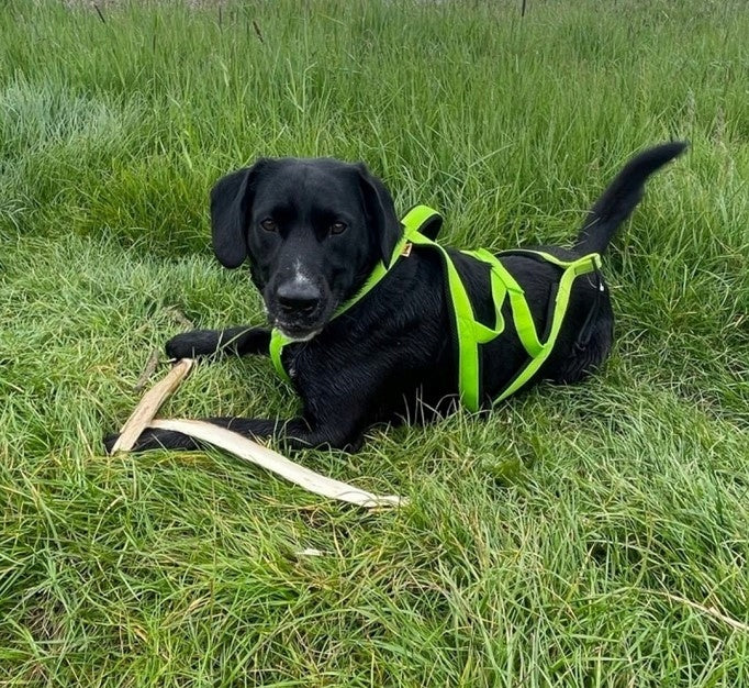 DINGO Sled Harness for Running with Dog - Green M Manufacturer code 15072