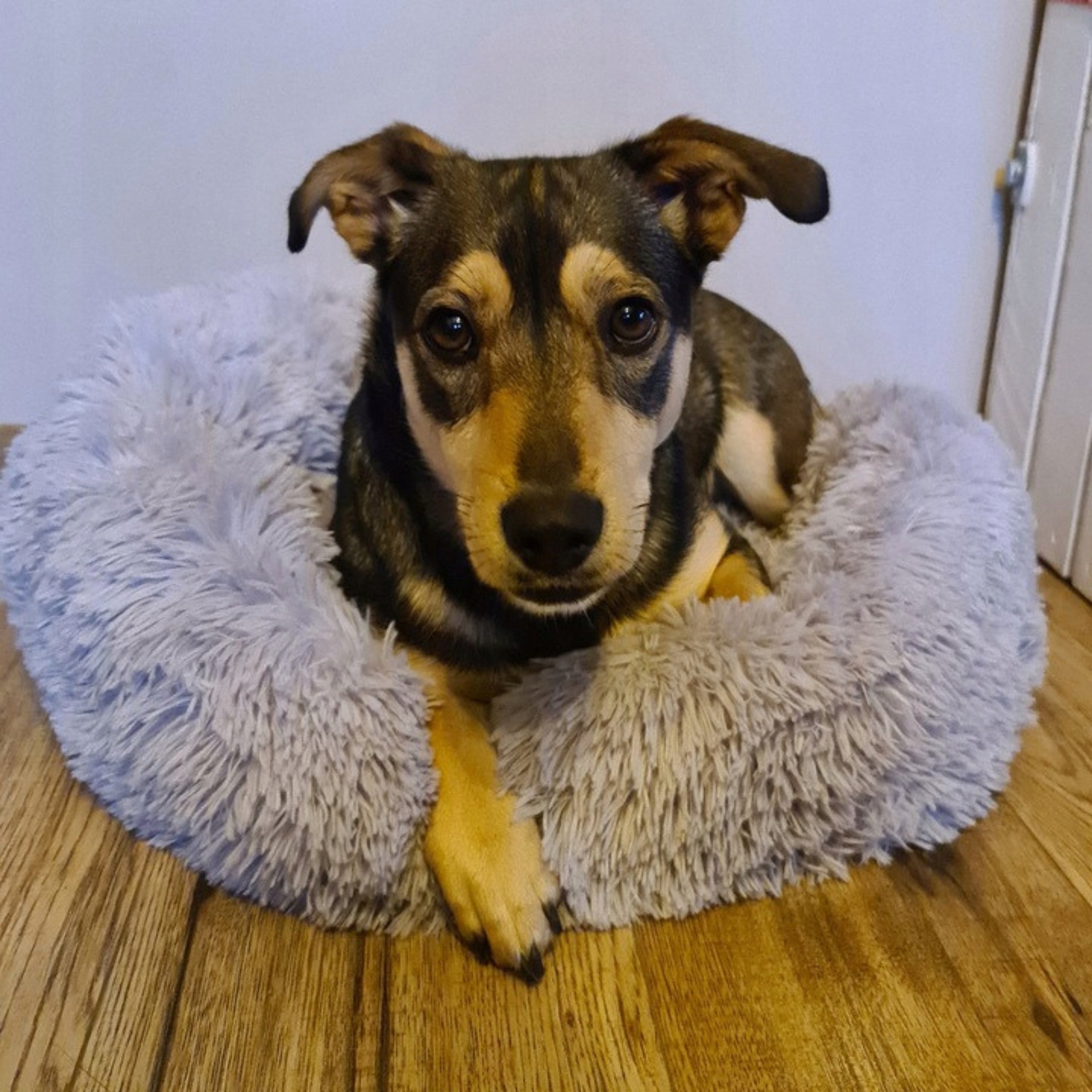 DOG AND CAT BED - WATERPROOF HAIRY - BED PILLOW 60x60cm Model dla małych zwierząt szczeniaka kociaka