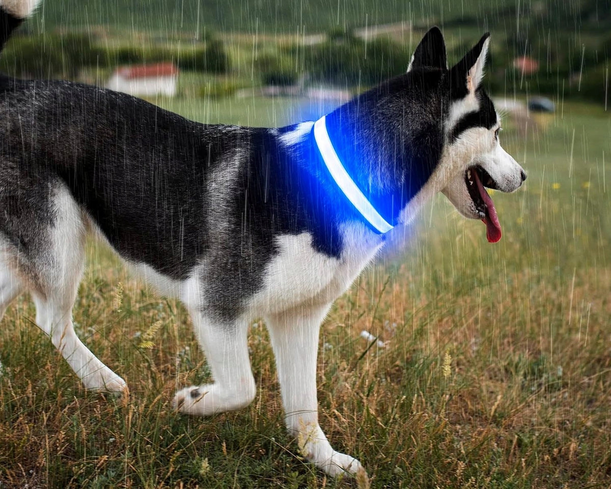 DOG COLLAR LED GLOWING BLUE WATERPROOF SIZE S Brand no brand