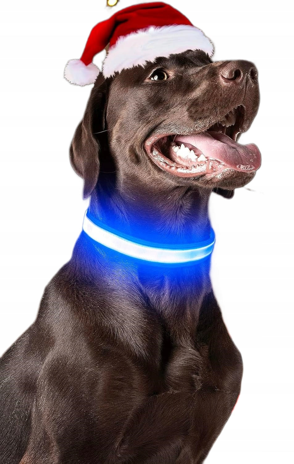 DOG COLLAR LED GLOWING BLUE WATERPROOF SIZE S