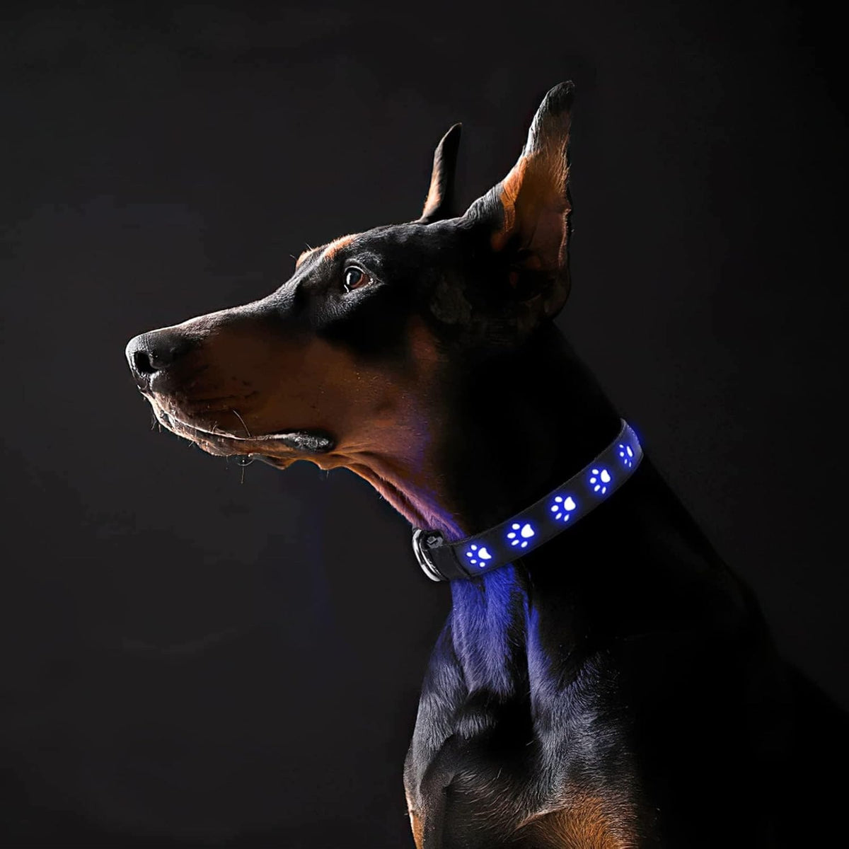 DOG COLLAR LED GLOWING USB BLUE M 35,7CM