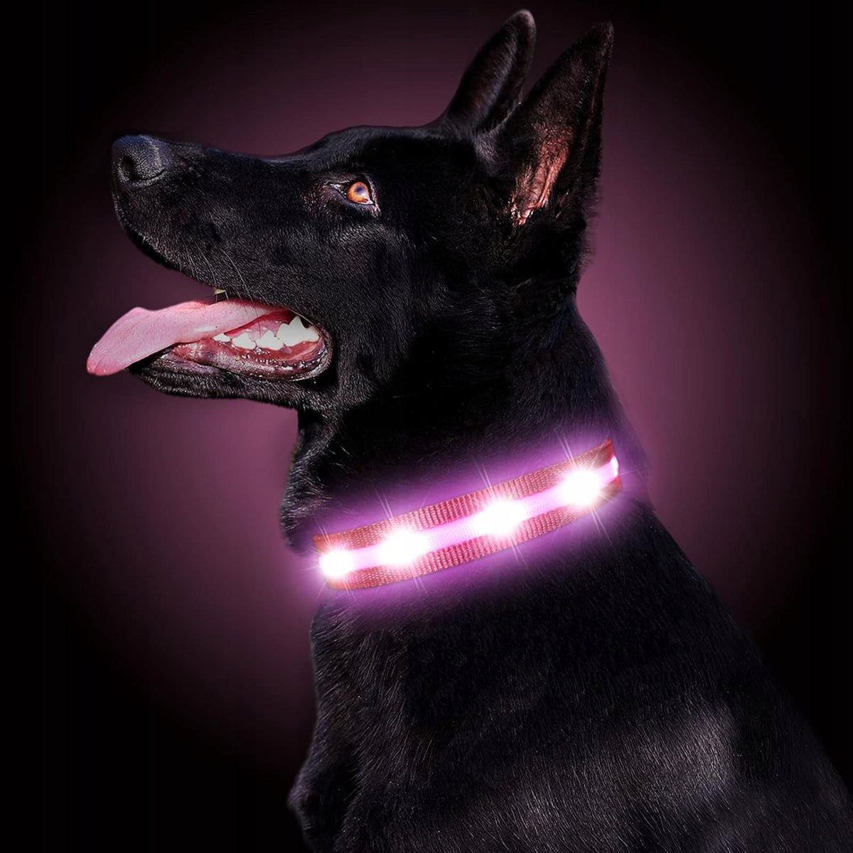 DOG COLLAR PINK LED GLOWING WATERPROOF CHARGED BY USB L CABLE