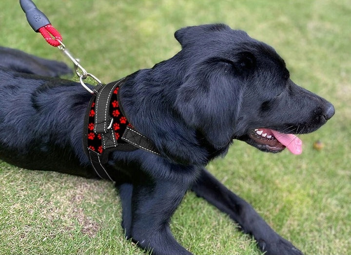 DOG HARNESS COMFORTABLE LIGHTWEIGHT DURABLE ADJUSTABLE DURABLE SIZE M Trade name SZELKI DLA PSA WYGODNE LEKKIE WYTRZYMAŁE REGULOWANE WYTRZYMAŁE ROZMIAR M