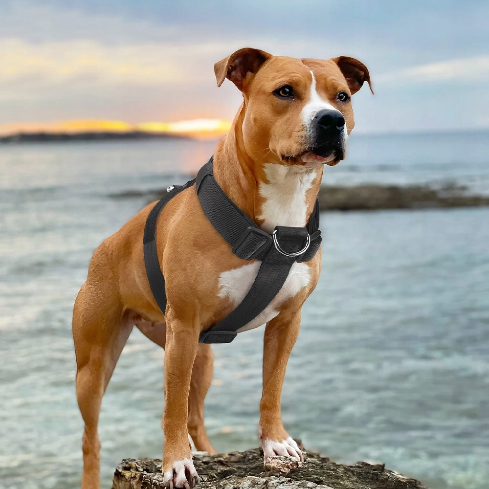 DOG HARNESS PRESSURE-FREE WALKING ADJUSTABLE GUARD SIZE L Manufacturer code Paws&Tails Szelki dla Psa Guard Czarne L