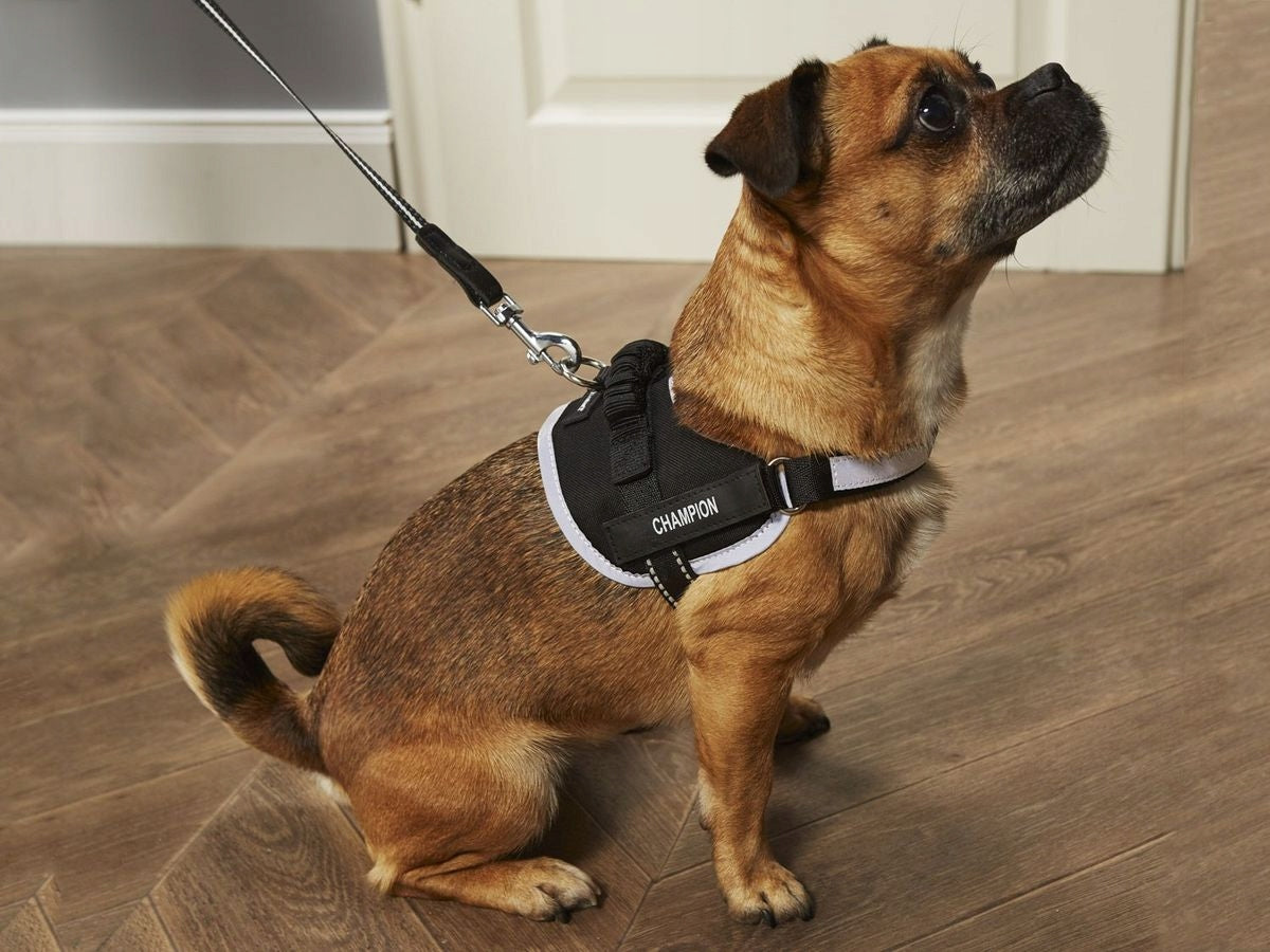 DOG HARNESS SUPERDOG SECURITY ZOOFARI R. M CAGE CIRCUMFERENCE 38 - 50 CM Manufacturer code 436204