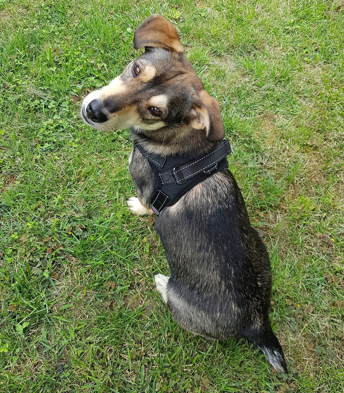 DOG HARNESS WALKING STRONG PRESSURE-FREE COMFORTABLE HANDLE 37-47cm size. XS Brand no brand