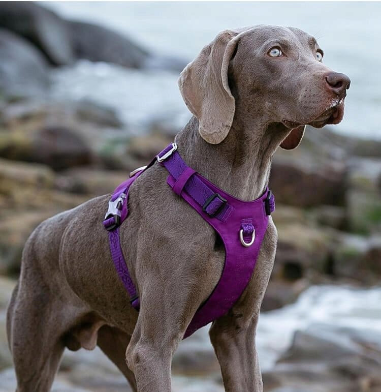 DOG HARNESS WATERPROOF LIGHT TRUELOVE ADVENTURE SOFT PURPLE M Dog size medium dog