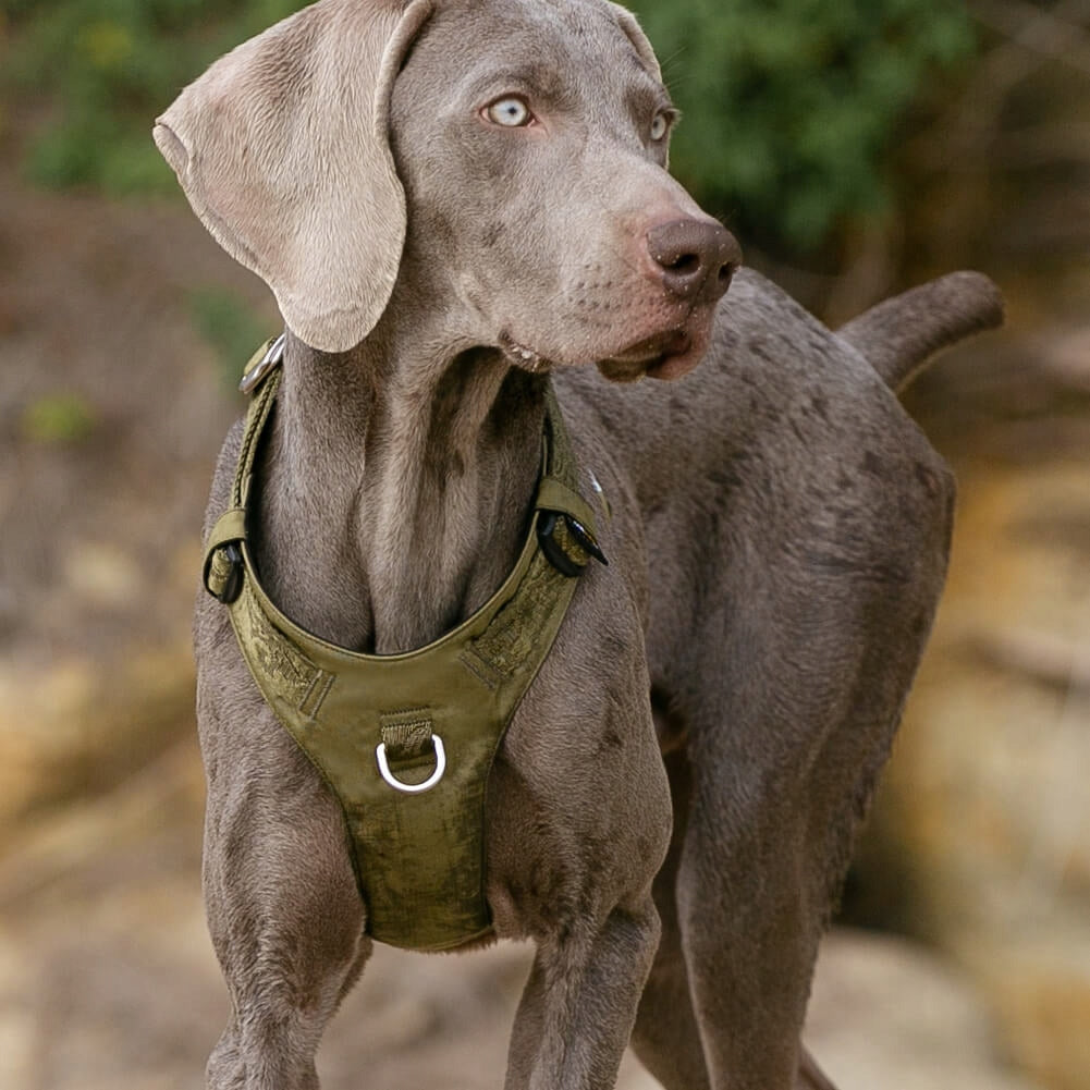 DOG HARNESS WATERPROOF TRUELOVE ADVENTURE SOFT KHAKI LIGHT M Color green