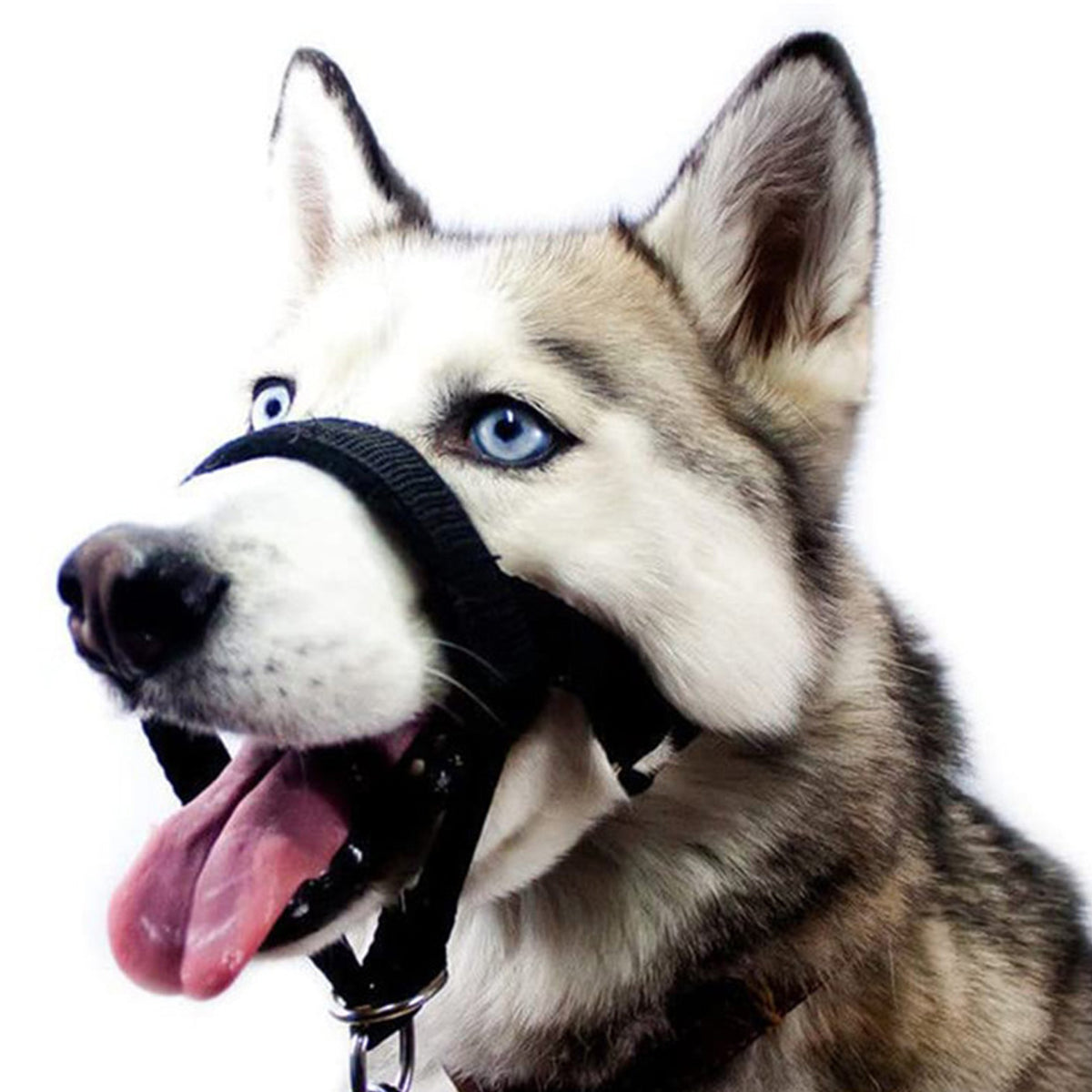 DOG MUZZLE ADJUSTABLE WITH TOW ROPE COLLAR WITH HEAD KANTAR S Manufacturer code 900951442