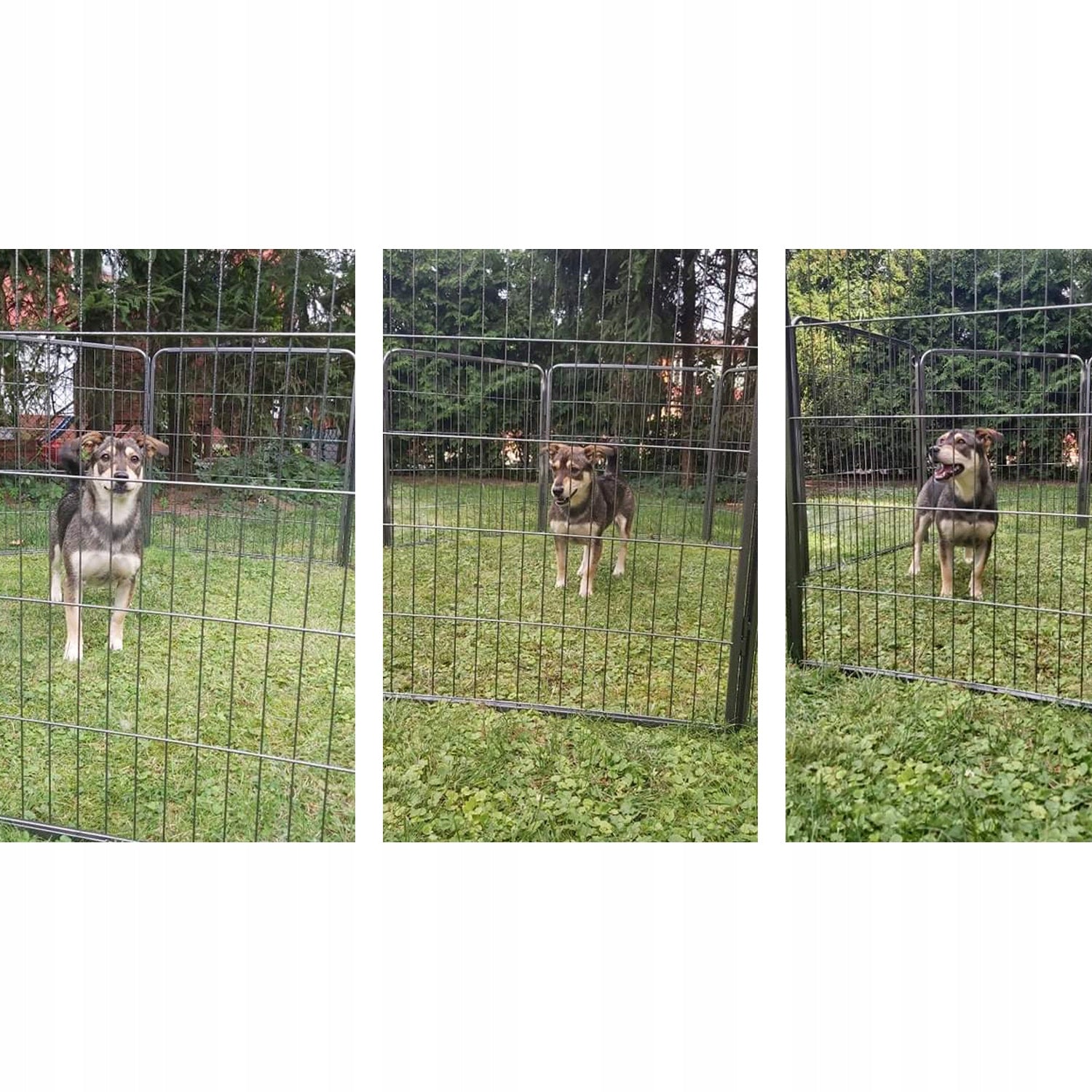 DOG PLAYPEN METAL CORRAL 6 PANELS 80x60 Brand no brand