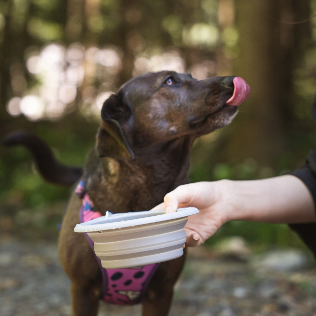 DOG TRAVEL FOLDING BOWL 650ML CAT SILICONE WATER FOOD Color gray