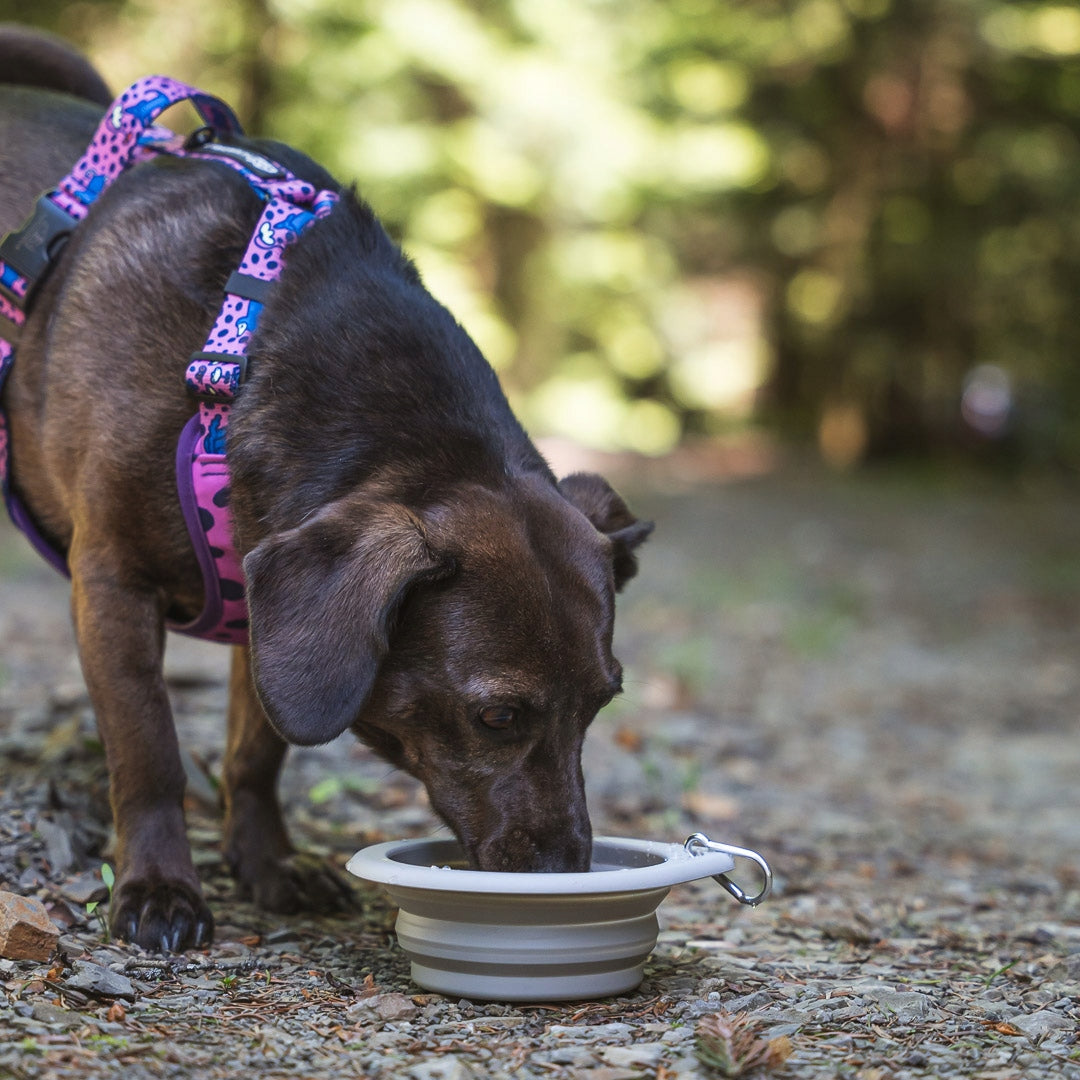 DOG TRAVEL FOLDING BOWL 650ML CAT SILICONE WATER FOOD Material silicone