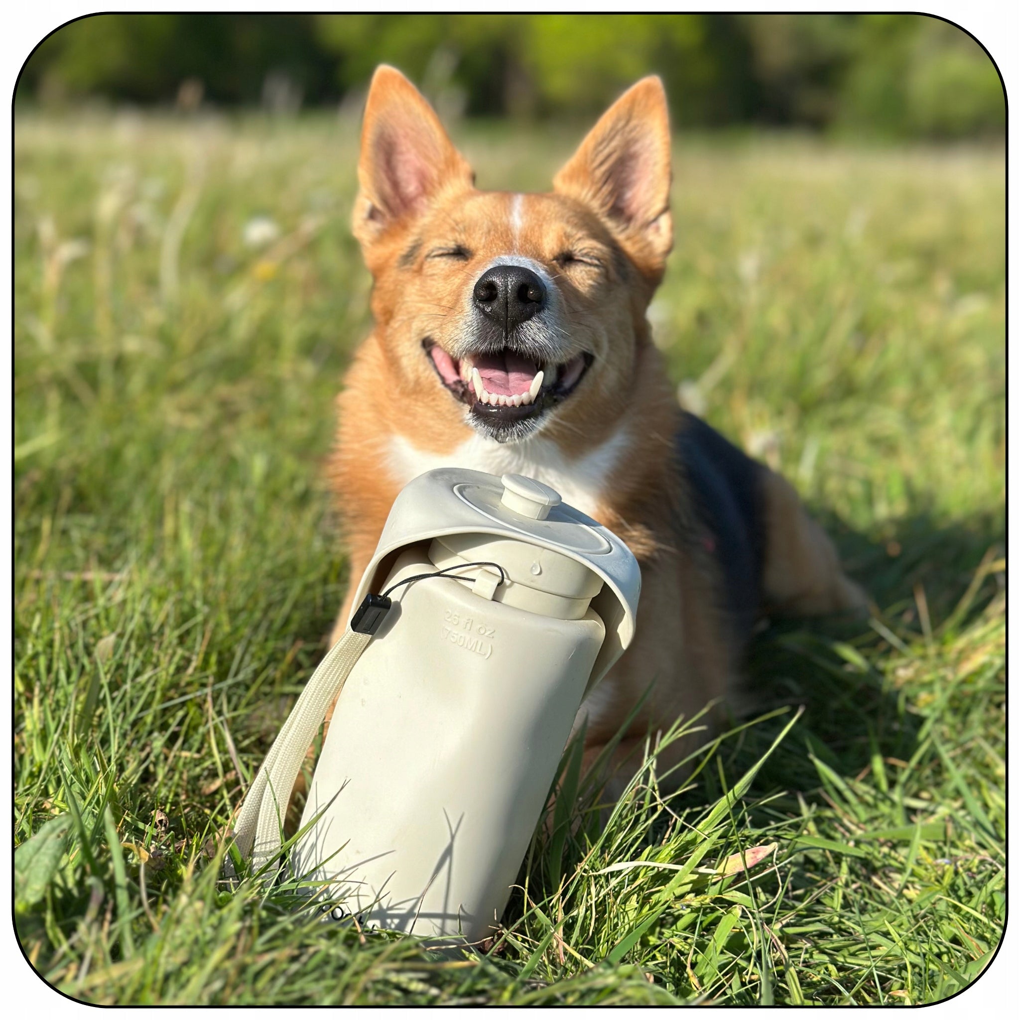 DOG WATER BOTTLE TOURIST DRINKER WATER BOTTLE TRAVEL BOWL 750ml MONTE Material made from a synthetic material