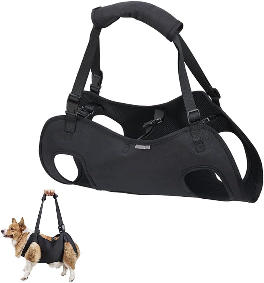 DOG WEARING HARNESS REHABILITATION REAR LEGS OLD PES