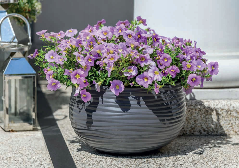 Sahara-Topf 20 cm 
