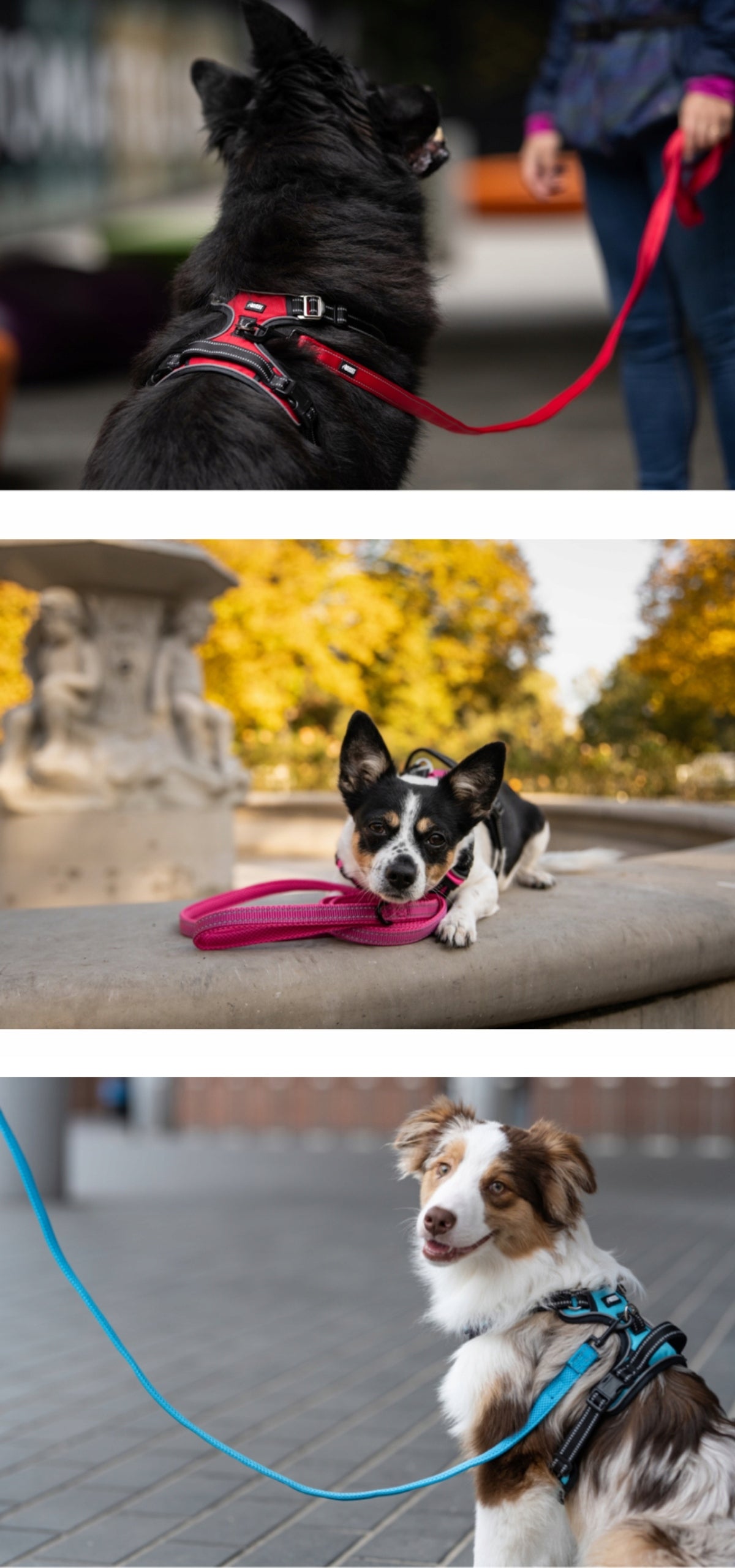 DURABLE Lanyard for big dog 2m strong green HUGGY DOGGY Shepherd L Trade name WYTRZYMAŁA Smycz dla dużego psa 2m mocna zielona HUGGY DOGGY owczarek L labrador solidna golden