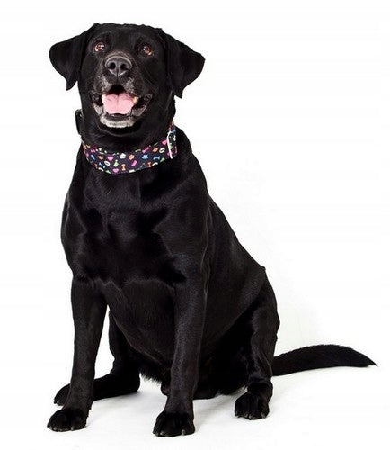 Dingo Adjustable collar America Alabama 3,0cm/60cm Brand Dingo