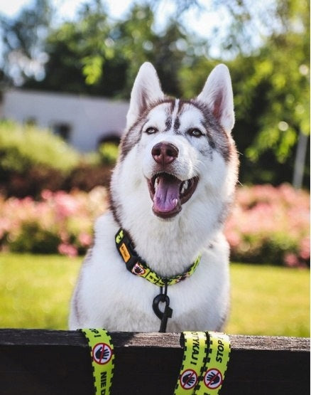 Dingo Adjustable collar City - Do not touch 3,0cm/60cm Brand Dingo