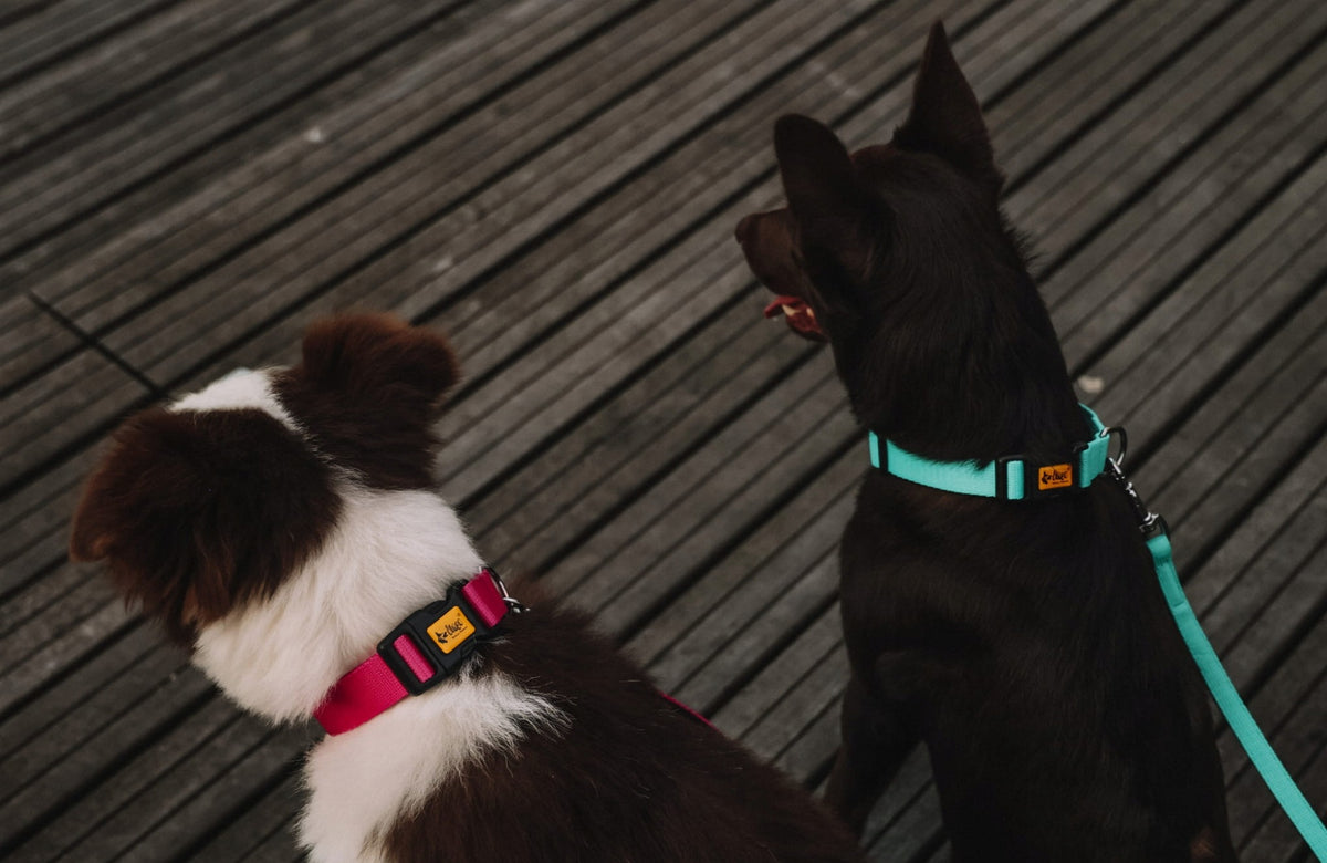 Dingo Dog Collar Energy - Adjustable Orange 2,0/45 cm Packaging status original