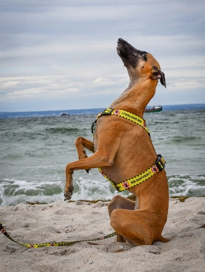 Dingo Guard City Two-Strap Harness - Don't Touch Size S Manufacturer code 95371