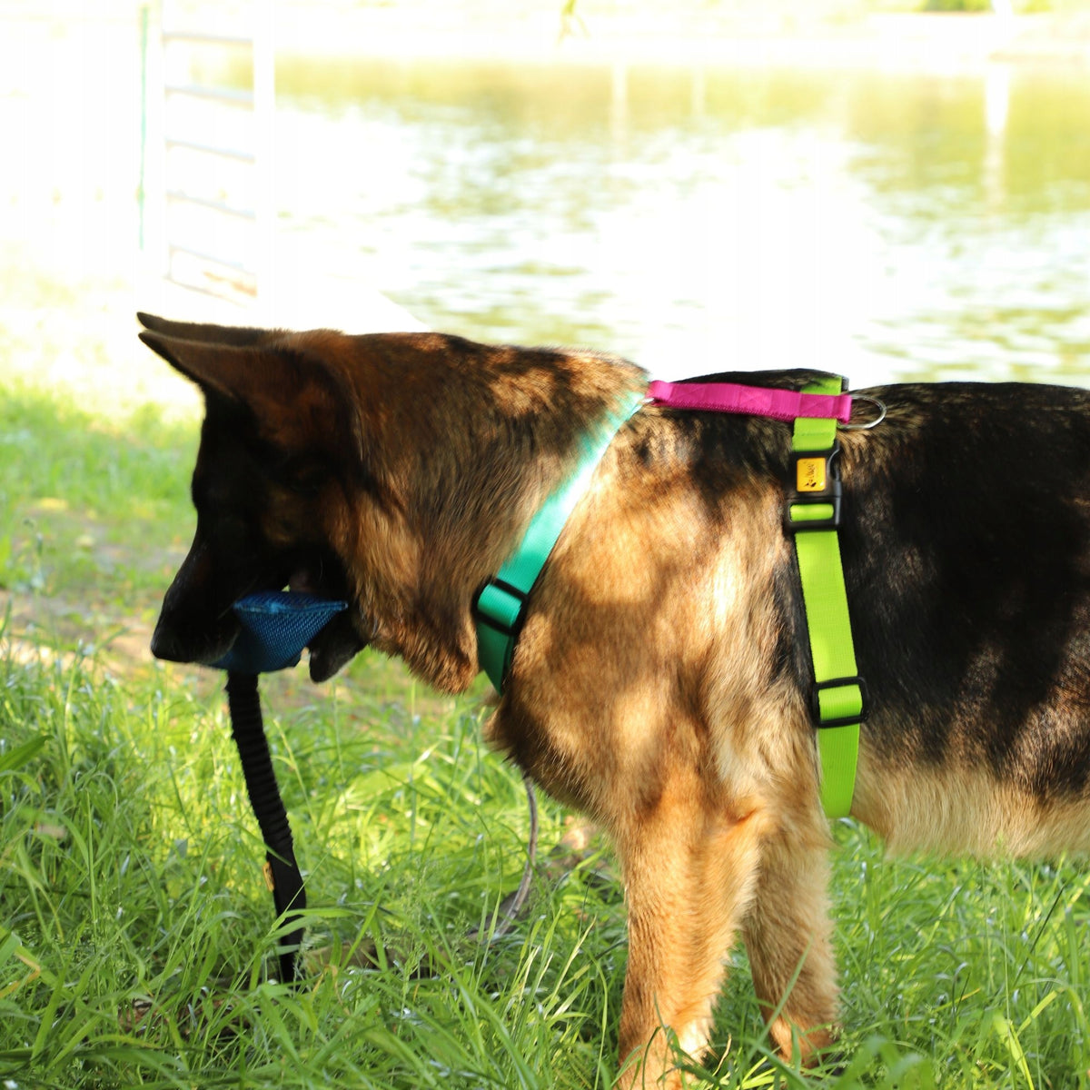 Dingo Harness ACTIVE GUARD ENERGY model BRASIL two cufflinks Roz. S EAN (GTIN) 5904760961289