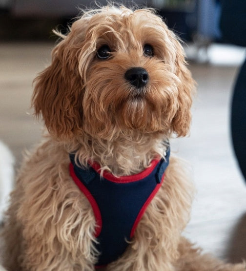 Dingo Pressure-free harness with two-strap adjustment M navy blue Manufacturer code 15864