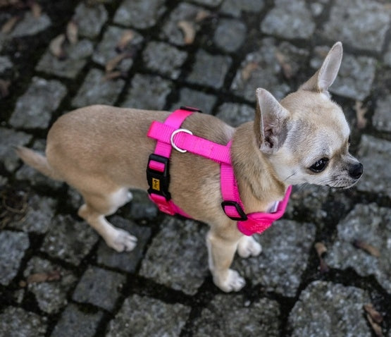Dingo Pressure-free harness with two-strap adjustment M pink Manufacturer code 15870
