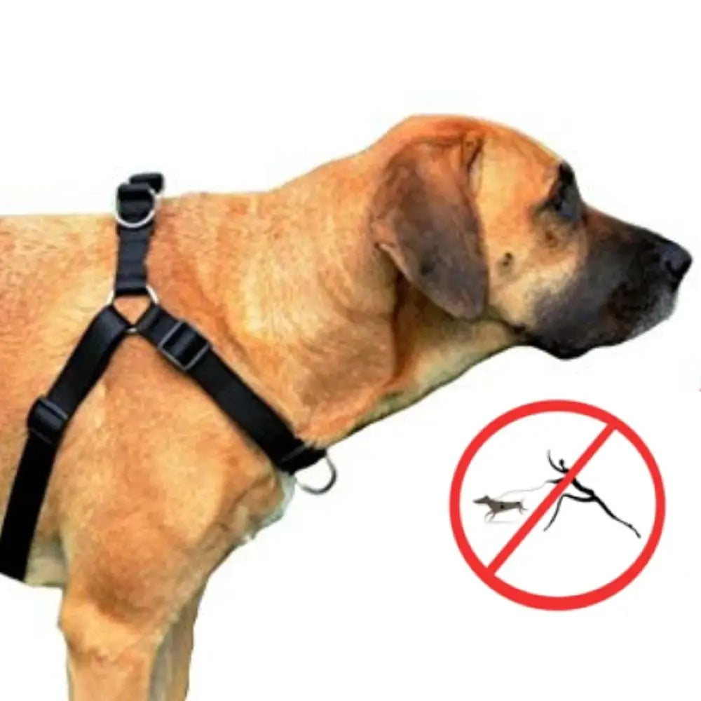Dingo Training harness/easy walk 125 x 0 cm Manufacturer code 94466