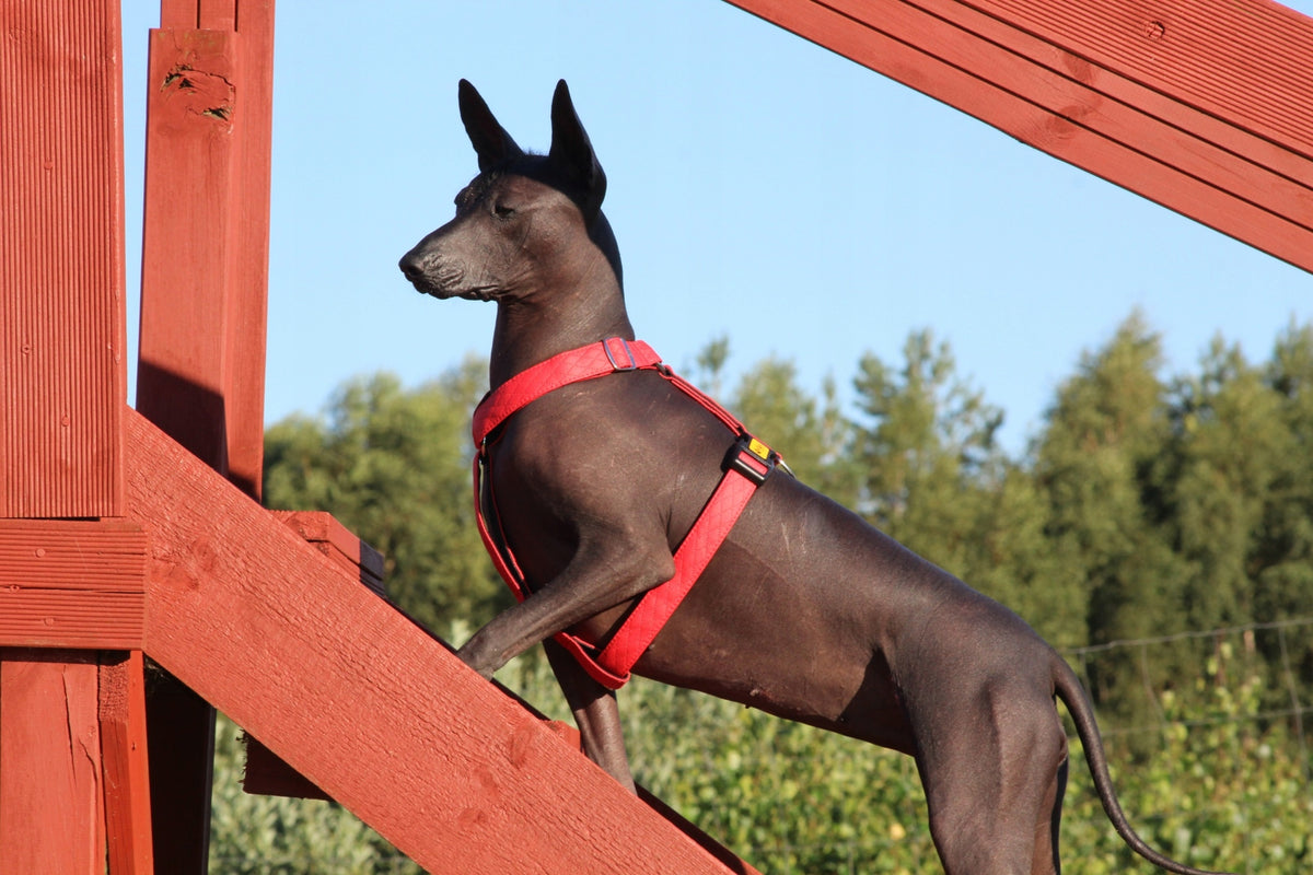 Dingo Vegan Harness Terra Fire S Brand Dingo