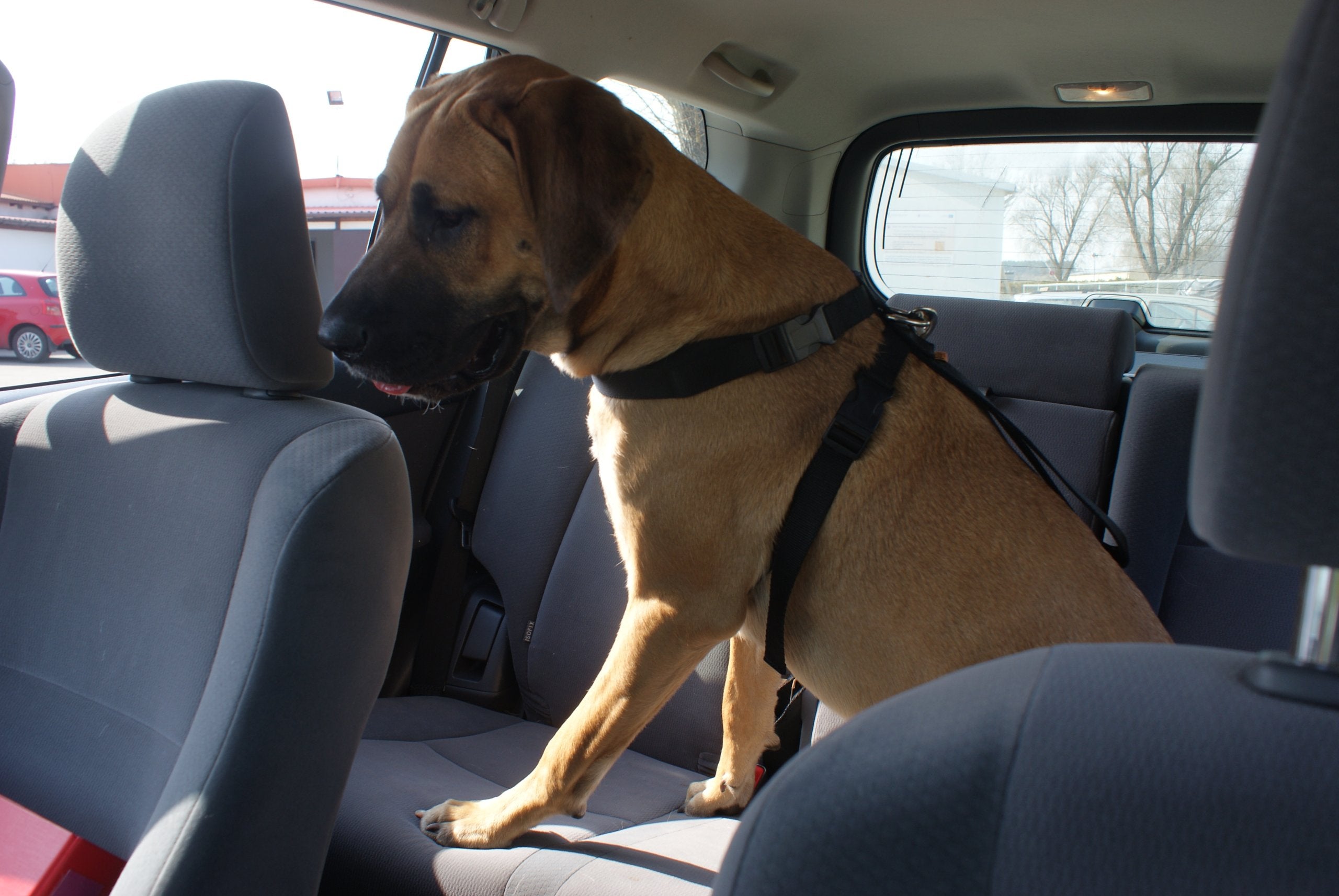 Dingo dog car harness ros. XL Brand Dingo