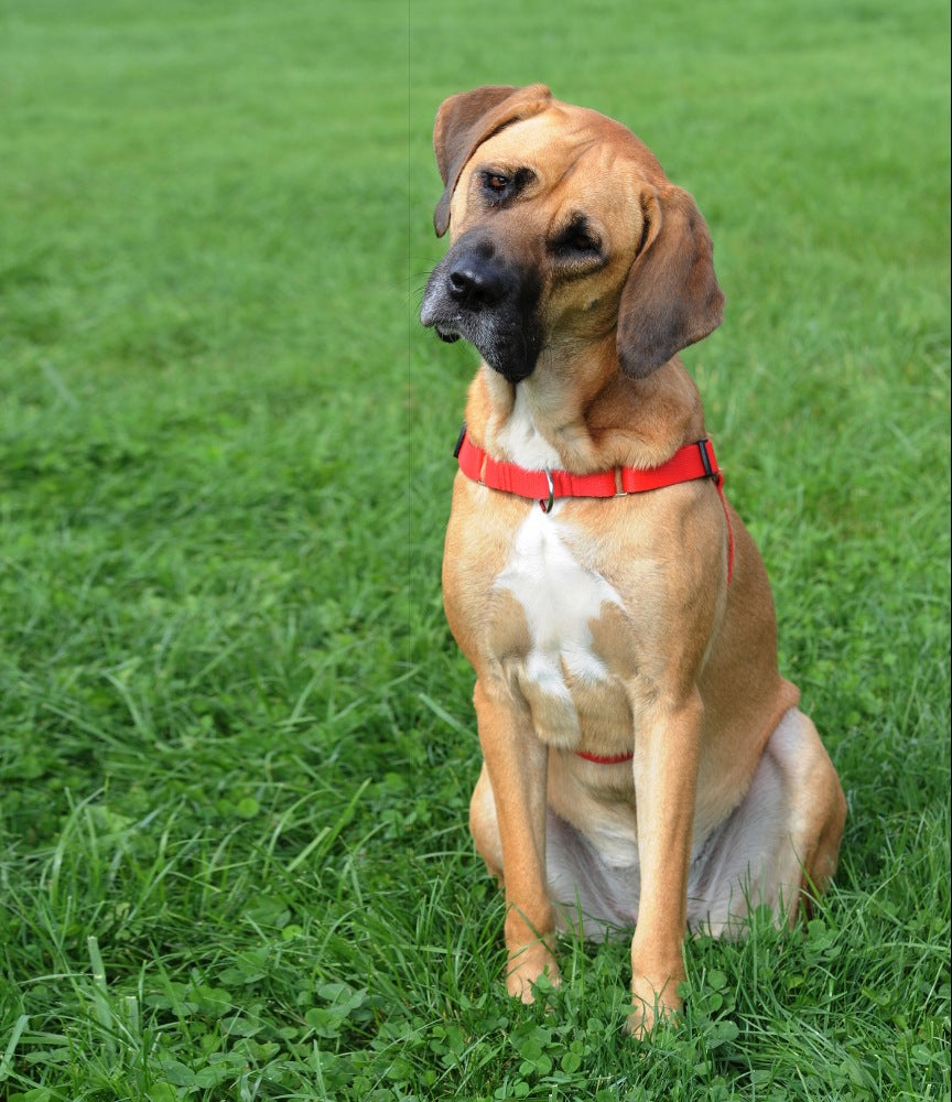 Dingo dog harness easy walk black size 70
