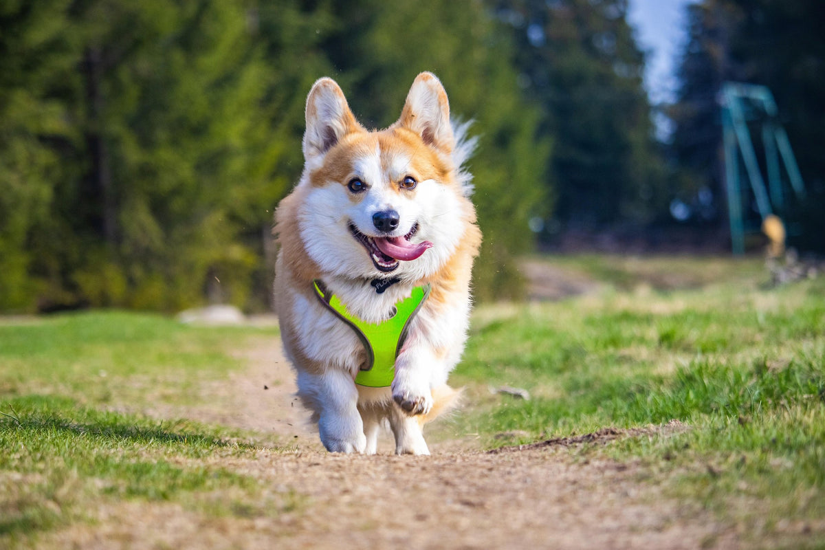 Dog BRACES BREATHABLE Adjustable GREEN COLORS L Manufacturer code 94025