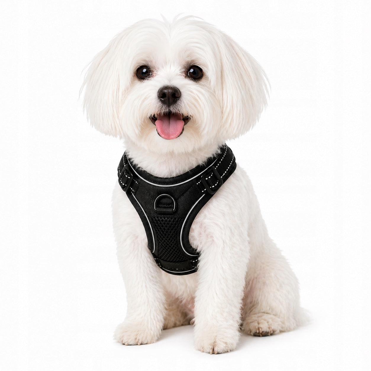 Dog BRACES PRESSURE-FREE black PetGang GUARD M 38-71cm Dachshund Pug Brand PET GANG
