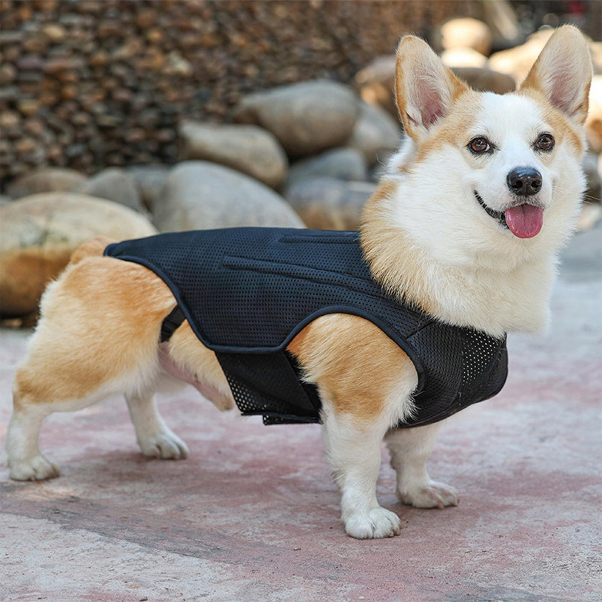 Dog Back Brace Pet Back Pads Flexible Back Support Wrap for Injured Old L