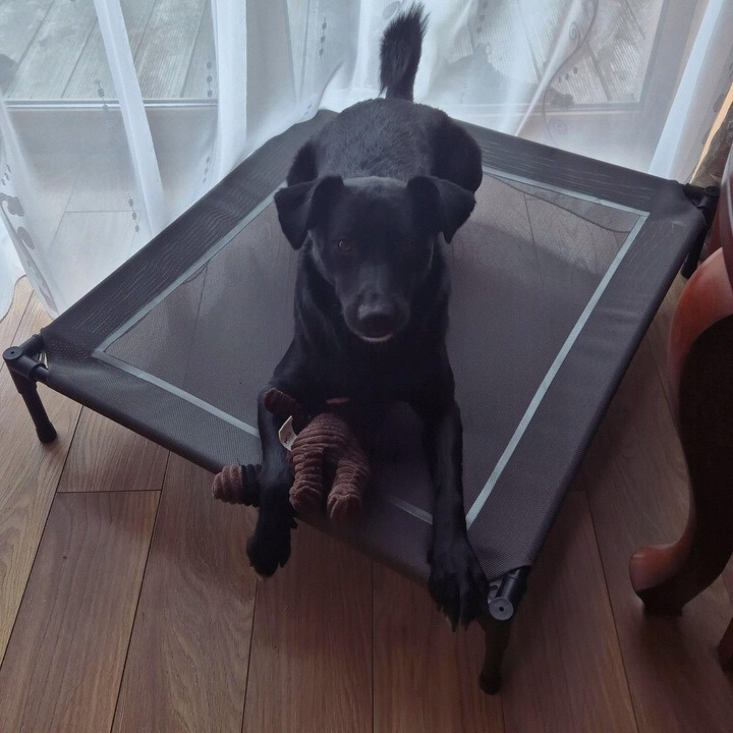 Dog Bed With Canopy Elevated Covered Tourist Large XXL Kind bed