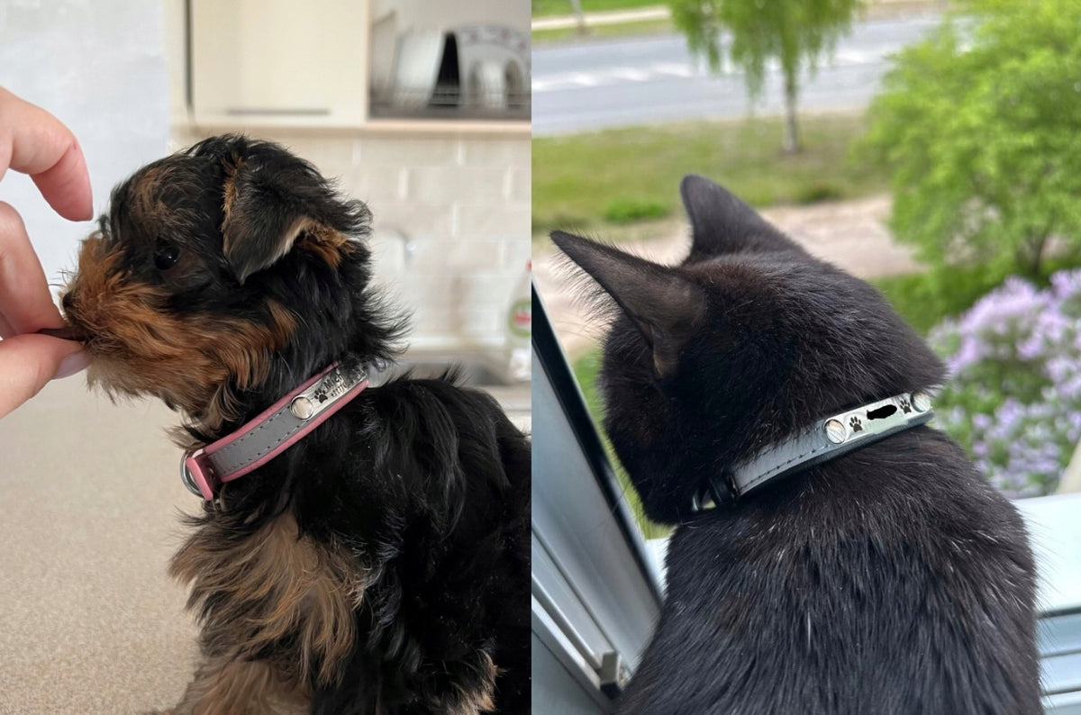 Dog Collar Reflective Personalized Name + Phone Number L Blue Brand no brand