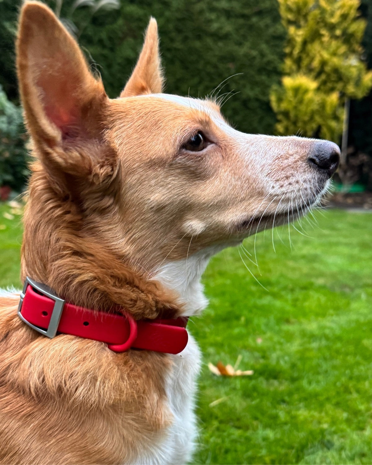 Dog Collar Waterproof Adjustable PVC Strong Rubber Pupido Red L Manufacturer code Obroża dla psa Czerwona PVC Pupido rozmiar L