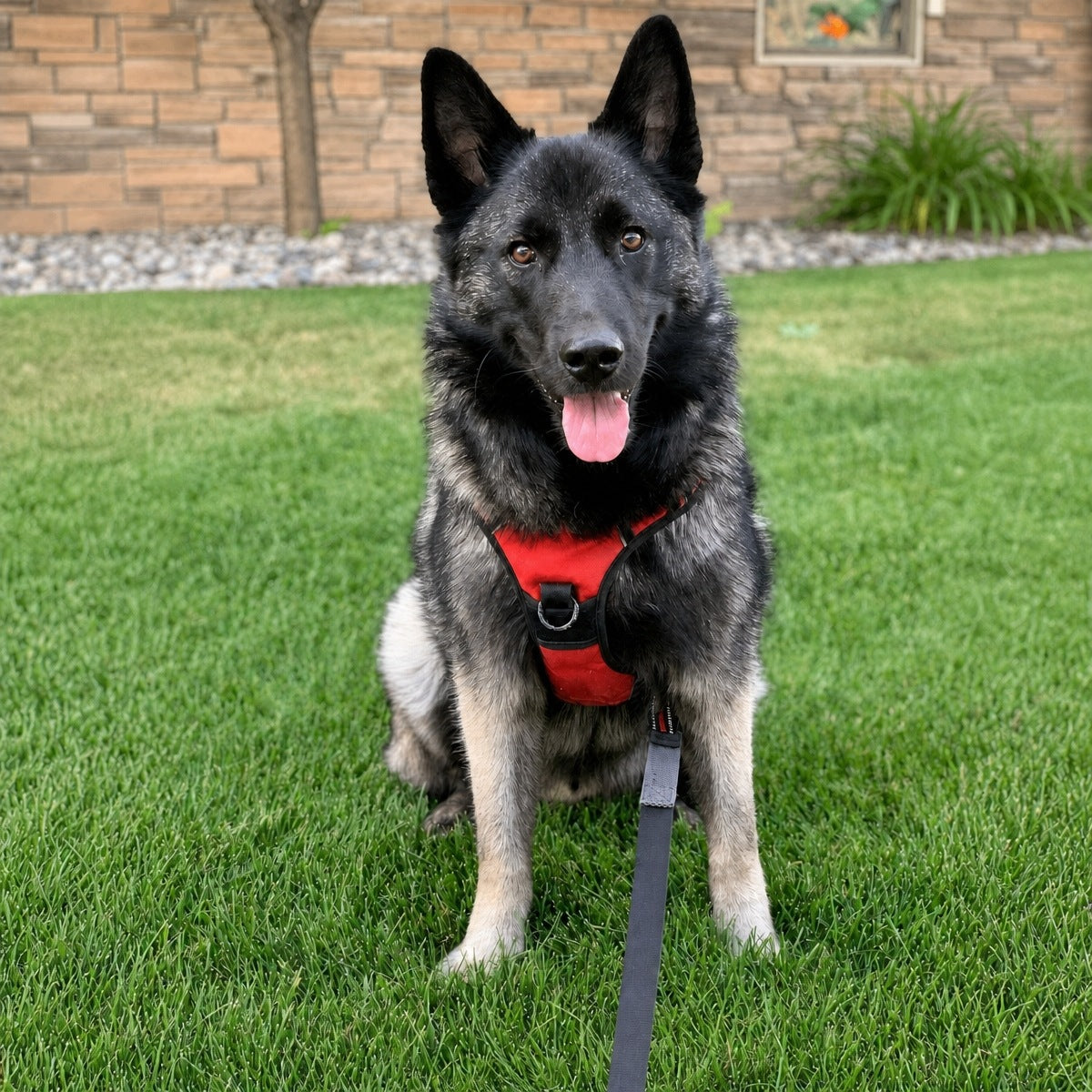 Dog HARNESS PRESSURE-FREE STRONG durable red XL Manufacturer code 4069291137471