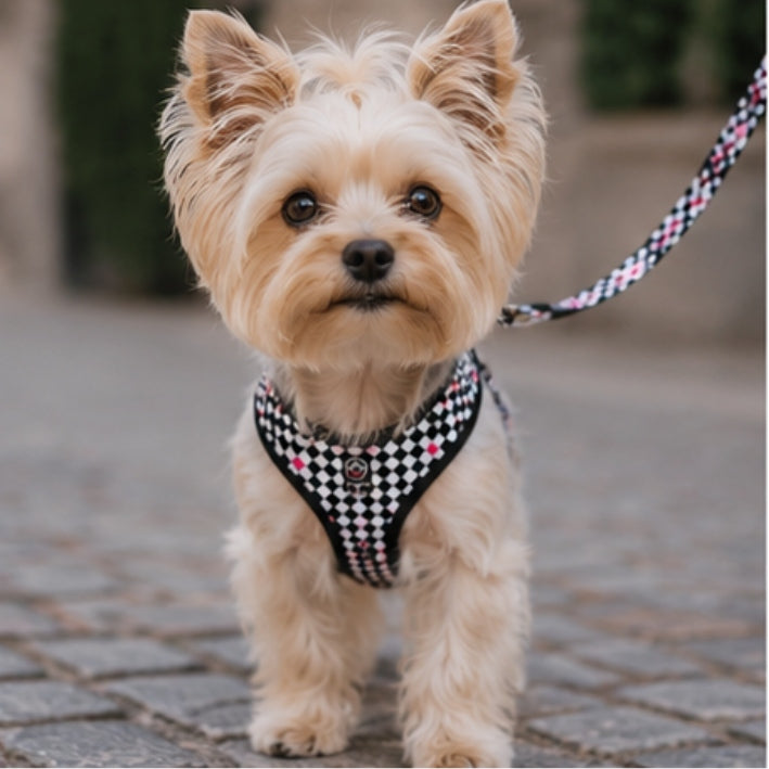 Dog HARNESS guard PRESSURE-FREE small dog comfortable MONACO M Size M