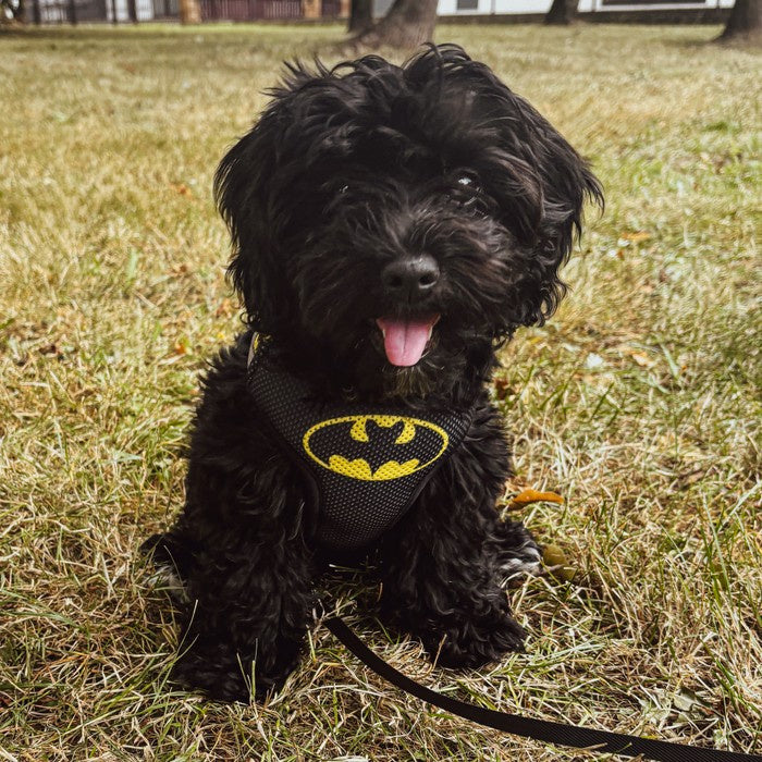 Dog Harness Bat Dog without Compression XS Packaging status original