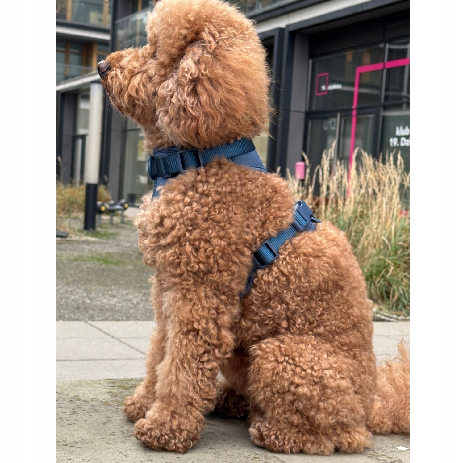 Dog Harness Guard Pressure-Free Walking Adjustable Blue Pupido L Type adjustable
